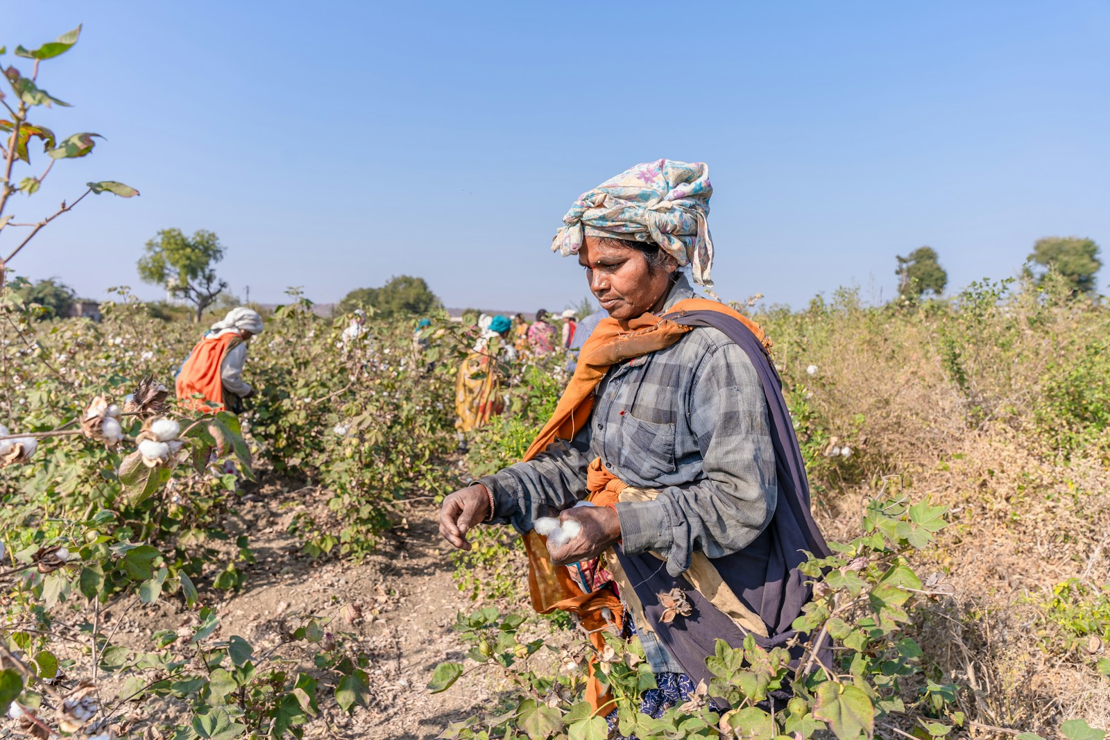 A farmer harvesting cotton, looking left towards her hands, with other workers in the field. Photograph by EqualStock